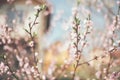 Branch flowers tree blossom