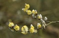 A branch of flowing willows Salix . Royalty Free Stock Photo