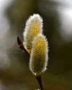 A branch of flowing willows Salix in spring Royalty Free Stock Photo