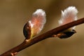A branch of flowing willows Salix in spring Royalty Free Stock Photo