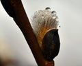 A branch of flowing willows Salix in spring Royalty Free Stock Photo