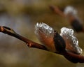 A branch of flowing willows Salix in spring Royalty Free Stock Photo