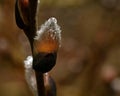 A branch of flowing willows Salix in spring Royalty Free Stock Photo