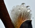 A branch of flowing willows Salix in spring Royalty Free Stock Photo