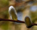 A branch of flowing willows Salix in spring Royalty Free Stock Photo