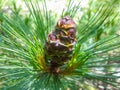 Branch with fluffy long needles and a young pine cone