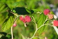 A branch of forest raspberries in the sun with ripe red berries on a green background Royalty Free Stock Photo