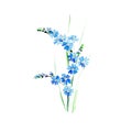 Branch forget-me-not flowers. Watercolor illustration.