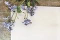 A branch of forget-me-nots on paper