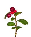 Branch with four cowberries Royalty Free Stock Photo