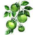 Branch of four green tomatoes with leaves, fresh organic vegetables, isolated, hand drawn watercolor illustration on Royalty Free Stock Photo