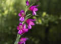 Branch of  four purple flowers with background of garden defuse, closeup and horizontal Royalty Free Stock Photo