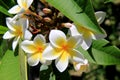 Branch of fragrant Magnolias Royalty Free Stock Photo