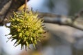 branch of a fragrant tree with round prickly fruits Liquidambar styraciflua selective focus, close-up, place for text