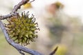 branch of a fragrant tree with round prickly fruits Liquidambar styraciflua selective focus, close-up, place for text