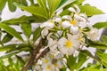 Branch of frangipani tree