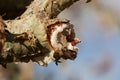 Branch of a frankincense tree Boswellia papyrifera with white frankincense Royalty Free Stock Photo