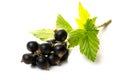 A branch with fresh black currant berries and green leaves isolated on a white background Royalty Free Stock Photo