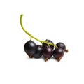 Branch of fresh black currant, black currant berries, isolated on the white. Royalty Free Stock Photo