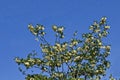 Branch with fresh bloom of acacia-tree or Common locust flower in park