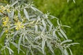 Branch with fresh bloom of White willow or Salix alba tree closeup in garden