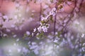 Branch with fresh bloom of wild plum-tree flower closeup in garden. Royalty Free Stock Photo