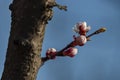 Branch with fresh bud of apricot-tree flower closeup in garden Royalty Free Stock Photo