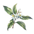 Branch of the fresh citrus fruit lemon with green leaves and flowers.