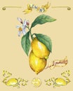 Branch of the fresh citrus fruit lemon with green leaves and flowers. Poster. Royalty Free Stock Photo