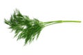 Branch of Fresh dill on white background close up