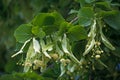Branch of fresh flowering linden tree