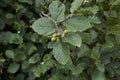 Alnus incana close up