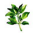 Branch of fresh geen basil leaves, isolated, watercolor illustration on white