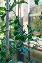 Branch with fresh green cherry tomatoes growing in an organic greenhouse garden Royalty Free Stock Photo