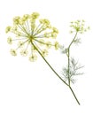 Branch of fresh green dill herb leaves isolated. Flowering plan