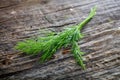 Branch of fresh green dill