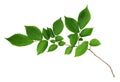 Branch of fresh green elm-tree leaves Royalty Free Stock Photo