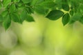 Branch of fresh green elm-tree leaves for background Royalty Free Stock Photo