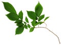 Branch of fresh green elm-tree leaves Royalty Free Stock Photo