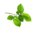 Branch of fresh green elm-tree leaves isolated on white Royalty Free Stock Photo