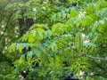 Branch with fresh green leaves of Juglans mandshurica, Manchurian walnut Royalty Free Stock Photo