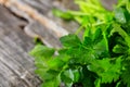 Branch of fresh green parsley Royalty Free Stock Photo