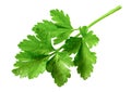 Branch of fresh green parsley isolated on white background. Royalty Free Stock Photo