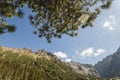 Branch of fresh green pine tree leaves on mountainside, summer time. Coniferous evergreen wood with fluffy fir-needles branches Royalty Free Stock Photo