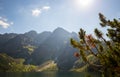 Branch of fresh green pine tree leaves on mountainside, summer time. Coniferous evergreen wood with fluffy fir-needles branches Royalty Free Stock Photo