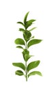 Branch with fresh green Ruscus leaves white background