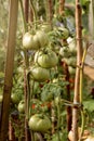 Branch with fresh green tomatoes growing in an organic greenhouse garden. Royalty Free Stock Photo