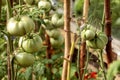 Branch with fresh green tomatoes growing in an organic greenhouse garden. Royalty Free Stock Photo