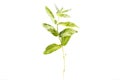 Branch of fresh healthy mint