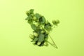 Branch of fresh hop on green background Royalty Free Stock Photo